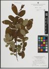 Foto von Salix atrocinerea Brot.